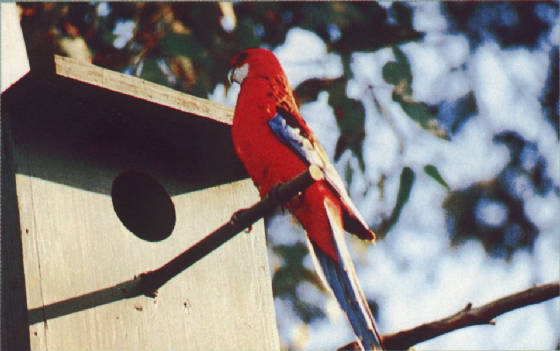 rosella.jpg