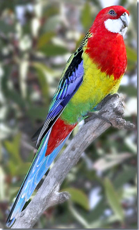 easternrosella3.jpg