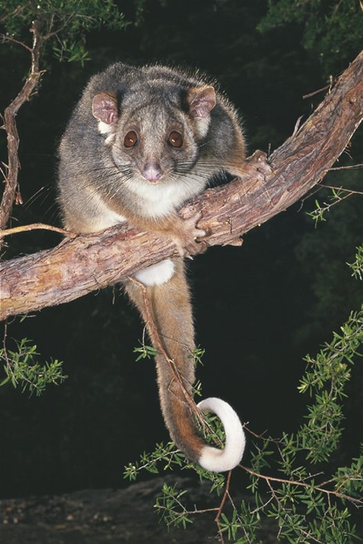 ringtailpossum.jpg